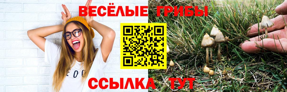 Галлюциногенные грибы Cubensis Мичуринск